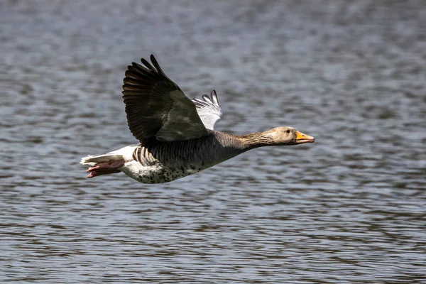 Anser Anser Anser Uma Espécie Ganso Família Anatidae Aves Aquáticas — Fotografia de Stock