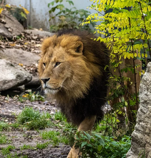 Panthera Leo Dos Quatro Grandes Felinos Gênero Panthera Membro Família — Fotografia de Stock