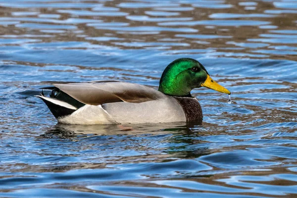 Kachna Divoká Anas Ptakyrhynchos Fuška Tady Jezeře — Stock fotografie