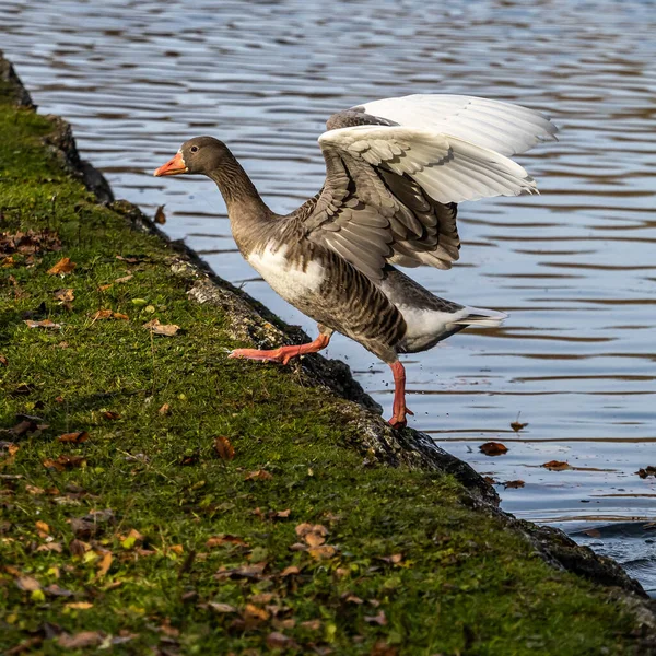 Anser Anser Uma Espécie Ganso Família Anatidae Espécie Tipo Gênero — Fotografia de Stock