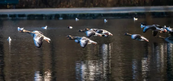 Goose Greylag Anser Anser Вид Великих Гусей Родині Водоплавних Птахів — стокове фото