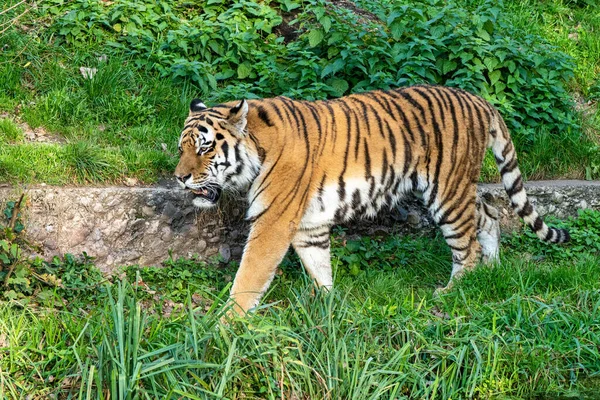 Siberische Tijger Panthera Tigris Altaica Grootste Kat Ter Wereld — Stockfoto