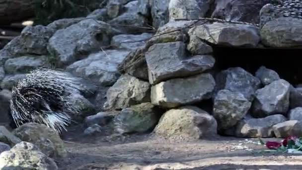 포큐파인 Indian Crested Porcupine Hystrix Indica Indian Porcupine 구세계 속하는 — 비디오
