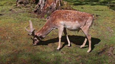 Fallow deer, Dama mezopotamya, Cervidae familyasından bir memeli türü..