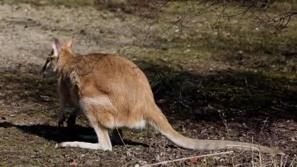 Ευκίνητη Wallaby Macropus Agilis Επίσης Γνωστή Αμμώδης Wallaby Είναι Ένα — Αρχείο Βίντεο