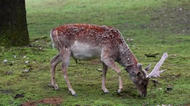 Padlý Jelen Dama Mesopotamica Přežvýkavec Savec Čeledi Cervidae — Stock video