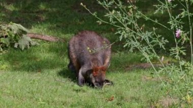 Wallaby bataklığı, Wallabia bicolor, küçük kangurulardan biridir. Bu valabi aynı zamanda siyah valabi olarak da bilinir.