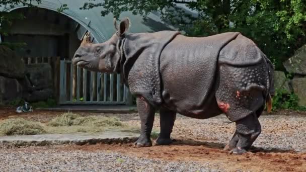 Індійський Rhinoceros Rhinoceros Unicornis Також Називають Великим Однорогом Rhinoceros Азійських — стокове відео