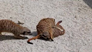 Meerkat, Suricata Suricatta hoplayıp zıplıyorlar ve birbirleriyle dövüşüyorlar.