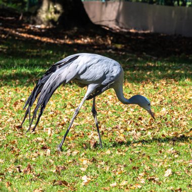 Grus paradisea, Güney Afrika 'ya özgü nesli tükenmekte olan bir kuş türü. Güney Afrika 'nın ulusal kuşudur.