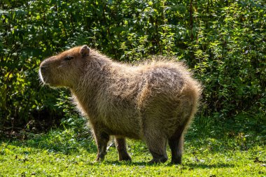 Capybara, Hydrochoerus hydrochaeris Güney Amerika 'da yaşayan bir memelidir. Dünyada yaşayan en büyük kemirgendir..