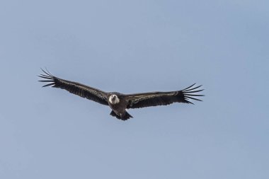 Griffon akbabası, Gyps Fulvus Monfrague Ulusal Parkı 'nda Salto del Gitano' da uçuyor. Caceres, Extremadura, İspanya.