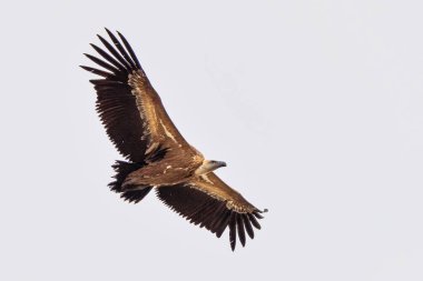 Griffon akbabası, Gyps Fulvus Monfrague Ulusal Parkı 'nda Salto del Gitano' da uçuyor. Caceres, Extremadura, İspanya.