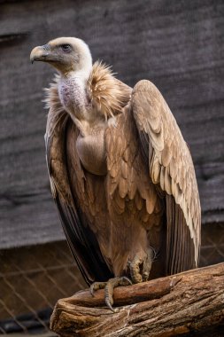 Griffon akbabası, Jerez de la Frontera 'da Gyps fulvus, İspanya' da Endülüs