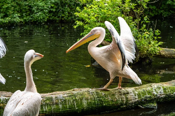 Der Weiße Pelikan Pelecanus Onocrotalus Auch Als Rosenpelikan Bekannt Ist — Stockfoto