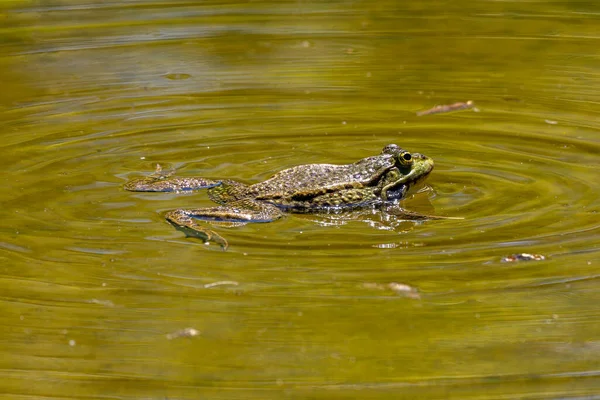Žabák Obecný Rana Temporaria Jeden Plaz Chrlící Vodě Také Známý — Stock fotografie