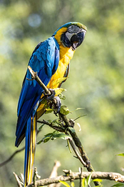 Blue Yellow Macaw Ara Ararauna Also Known Blue Gold Macaw — Stock Photo, Image