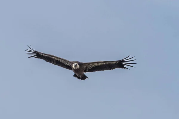 グリフォンのハゲタカ ジプスはモンフラグ国立公園のサルト ジターノの周りを飛んでいます カセレス エストレマドゥーラ州 スペイン — ストック写真