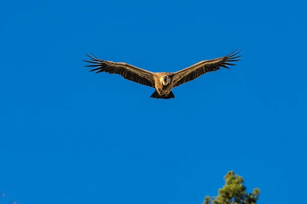 Griffon Abutres Gyps Fulvus Voando Redor Serrania Cuenca Una Espanha — Fotografia de Stock