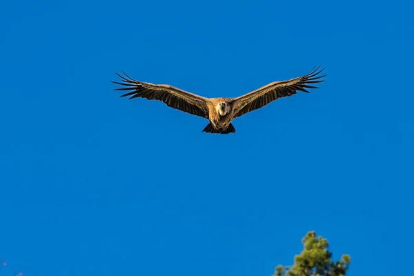 Griffon Vultures Gyps Fulvus Flying Serrania Cuenca Una Spain Raya — Stock Photo, Image