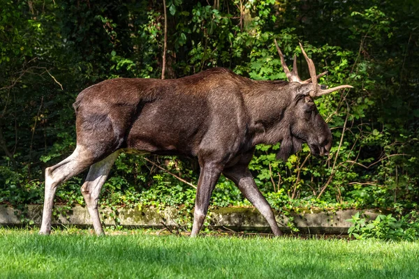 European Moose Alces Alces Also Known Elk Wild Life Animal — Stock Photo, Image