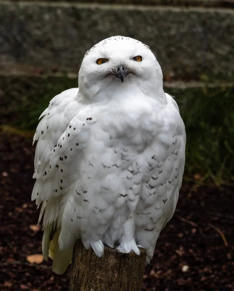스노이 Snowy Owl Bubo Scandiacus 올빼미 올빼미이다 흰올빼미 의원산지는 북아메리카와 — 스톡 사진
