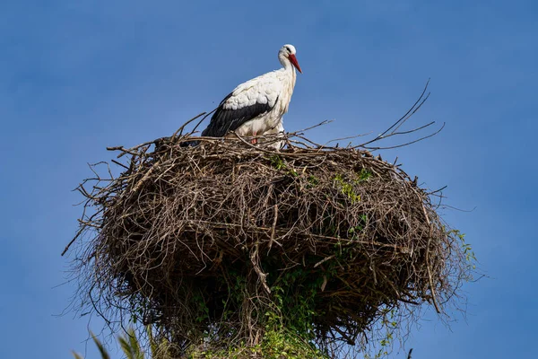 西班牙安达卢西亚Jerez Frontera的White Stork Ciconia Ciconia — 图库照片