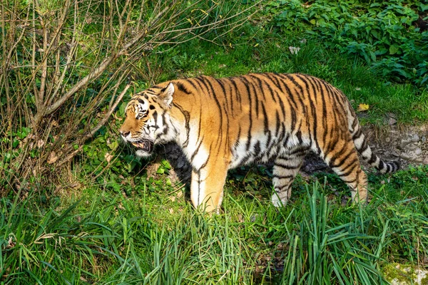 Tigre Siberiano Panthera Tigris Altaica Gato Más Grande Del Mundo —  Fotos de Stock