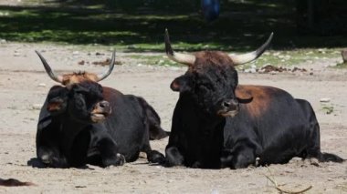 Bos Primigenius Taurus, soyu tükenmiş yaban öküzlerine benzediğini iddia etti. Evcil dağlık sığırlar
