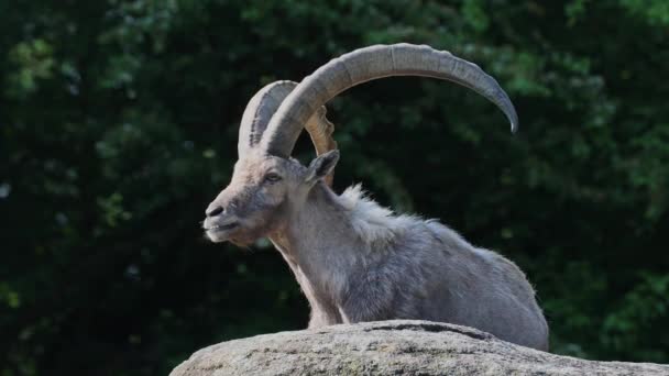 德国公园的一座岩石上坐着一座雄性山 Ibex Capra — 图库视频影像