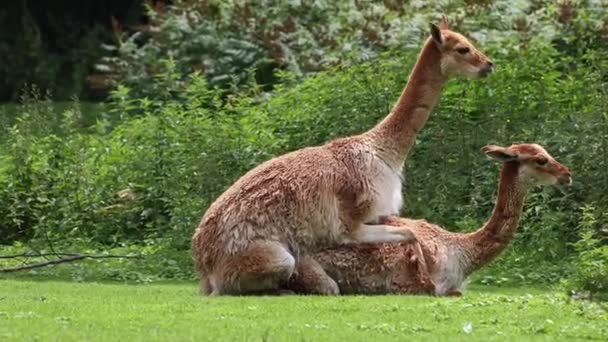 Paarungsverhalten Der Vicunas Vicugna Vicugna Verwandte Der Lamas Die Den — Stockvideo