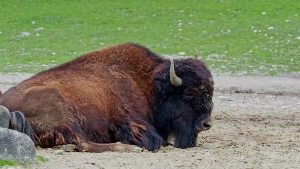 Der Amerikanische Bison Oder Einfach Bison Auch Allgemein Als Amerikanischer — Stockvideo