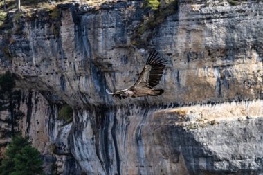 Griffon akbabaları, Una, İspanya 'daki Serrania de Cuenca' da uçan Gyps fulvus. La Raya ve El Escaleron Una 'da