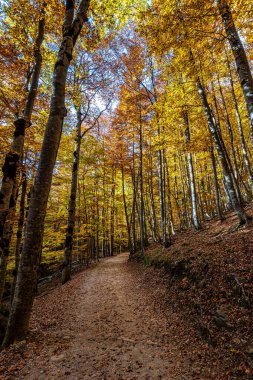 Ordesa 'da renkli kayın ağaçları ve İspanya' da Monte Perdido Ulusal Parkı, Pireneler, Aragon.