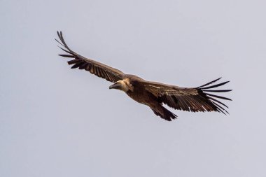 Griffon akbabası, Gyps Fulvus Monfrague Ulusal Parkı 'nda Salto del Gitano' da uçuyor. Caceres, Extremadura, İspanya.