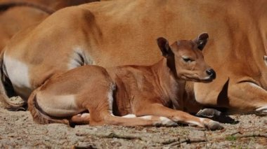 Genç bebek Banteng, Bos javanicus veya Red Bull. Vahşi bir sığır türüdür ama sığır ve bizondan farklı kilit özellikler vardır: hem erkek hem de dişilerde beyaz bir şerit..