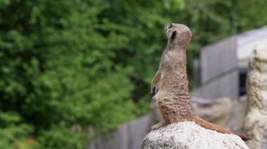 Meerkat, Suricata suricatta bir taşın üzerinde oturuyor ve uzaklığa bakıyor.