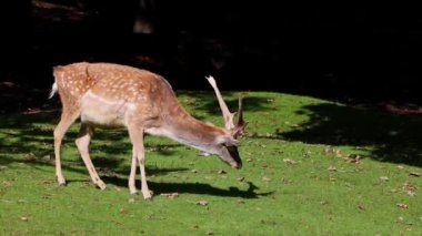 Fallow deer, Dama mezopotamya, Cervidae familyasından bir memeli türü..