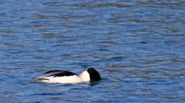 Münih 'teki İngiliz Bahçesi' nde Kleinhesseloher Gölü 'nde yüzen Merganser, Goosander ve Mergus merganser.