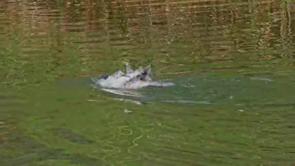 Merganser Goosander Mergus Merganser Berenang Danau Kleinhesseloher Taman Inggris Munich — Stok Video