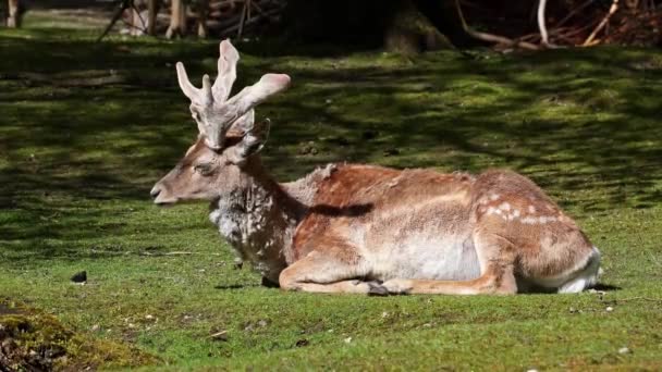 Parlagon Heverő Szarvas Dama Mesopotamica Cervidae Családba Tartozó Kérődző Emlős — Stock videók