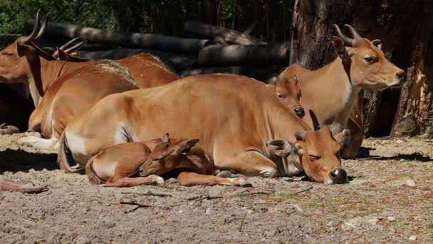 Junges Baby Banteng Bos Javanicus Oder Red Bull Ist Eine — Stockvideo