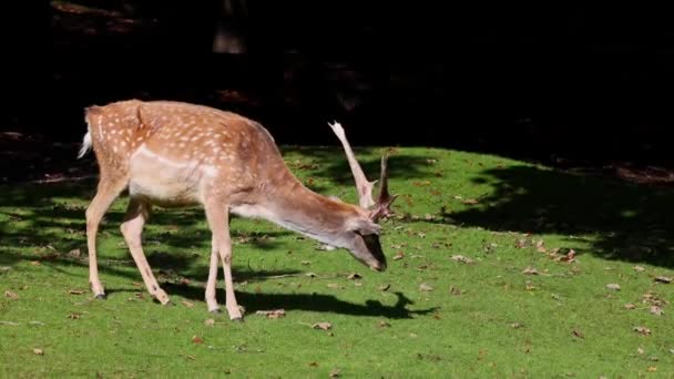 Fallow Deer Dama Mesopotamica Ruminant Mammal Belonging Family Cervidae — Stock Video
