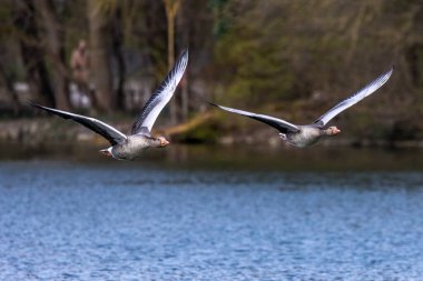 Anser anser, Anatidae familyasından Anatidae familyasından bir kaz türü. Burada havada uçuyor..