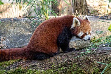 Kırmızı panda, Ailurus fulgens, daha küçük panda ve kırmızı kedi ayı olarak da bilinir..