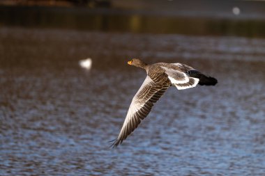 Anser anser, Anatidae familyasından Anatidae familyasından bir kaz türü. Burada havada uçuyor..