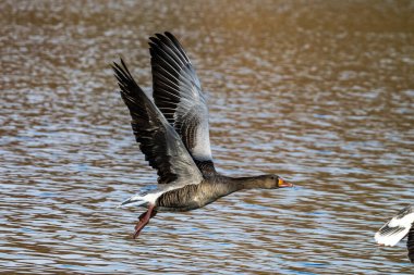 Anser anser, Anatidae familyasından Anatidae familyasından bir kaz türü. Burada havada uçuyor..