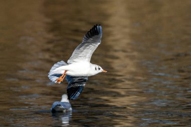 Avrupa ringa martı, Larus argentatus büyük bir martıdır, Batı Avrupa kıyıları boyunca en çok bilinen martılardan biridir.