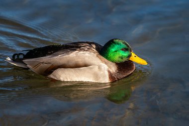 Yaban ördeği, Anas Platyrhynchos bir amatör ördektir. Burada bir gölde yüzüyorum.