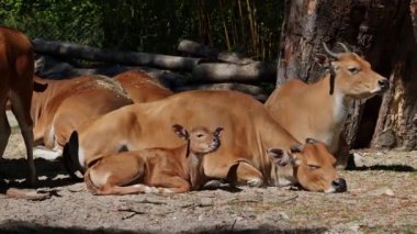 Banteng ailesi, Bos javanicus veya Red Bull. Vahşi bir sığır türüdür ama sığır ve bizondan farklı kilit özellikler vardır: hem erkek hem de dişilerde beyaz bir şerit..